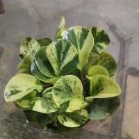 گل‌های آپارتمانی