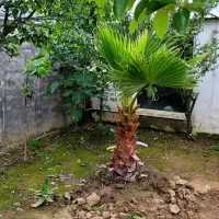 استخدام زوج سرایدار