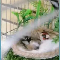 یک جفت سهره پای کار / کارداده