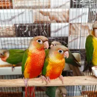 دنیای طوطی و عروس هلندی رام و دستی|پرنده|ساوه, |دیوار