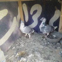 حیون جفتگاه