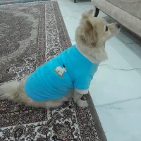 واگذاری پت