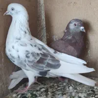 کبوتر پرشی غریب گیری