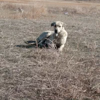 سگ ماده پژدر