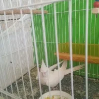 عروس هلندی