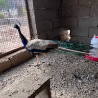 طاووس نر