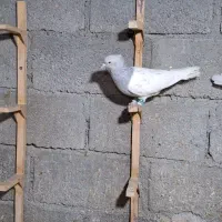 کبوتر کله آبی نر لامرد ۲ عدد|پرنده|شیراز, احمدی جنوبی|دیوار