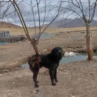 واگزاری سگ قدرجانی