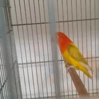 طوطی برزیلی رنگ خاص