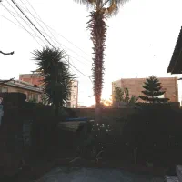 تک درخت پالم|خدمات باغبانی و درختکاری|فریدون‌کنار, |دیوار