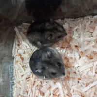 همستر|موش و خرگوش|ارومیه, |دیوار