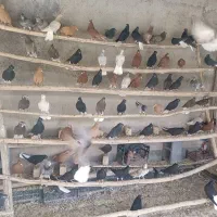 فروش کفتر یکجا80عدد نرو ماده