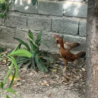 دو‌تا مرغ لاری