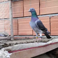 کبوتر مسافتی