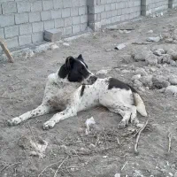 واگذاری ماده سرابی شجره دار|سگ|تبریز, |دیوار