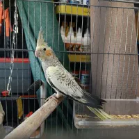 جوجه عروس هلندی گلباقالی و سیامون|پرنده|بیرجند, |دیوار