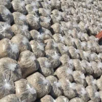 فروش خوراک دام وطیور چغندروسیب مناسب گاووگوسفند