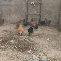 مرغ و خروس|حیوانات مزرعه|حمیدیه, |دیوار