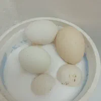 تخم مرغ لاری و فروش مرغ لاری