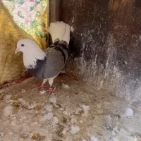 کفتر شازده ماده