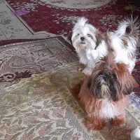 شیتزو سوپر فلت سایز ریز