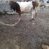 فروشی آبستن