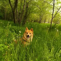 سگ اشپیتز روباهی