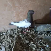 سینه قهوه ای کارداده ماده