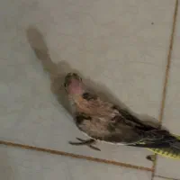 جوجه عروس هلندی 1 ماه سرلامی دون خور