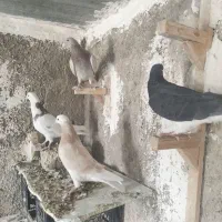 پلاکی و شهری|پرنده|شیراز, کوشک میدان|دیوار