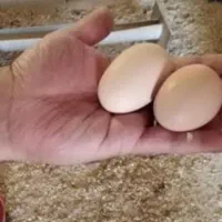 تخم لاری تخم برهمادوتاشم دارم|حیوانات مزرعه|آستارا, |دیوار