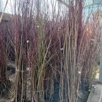 نهال هلو و شلیل مرغوب  ارقام زودرس