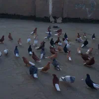 دم سفید همه مدل داره