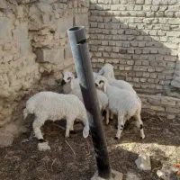 ۵ راس بره وطنی حیکلی|حیوانات مزرعه|هامون, |دیوار