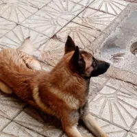 سگ نر دو ساله بسیار باهوش