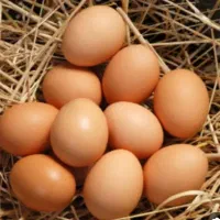 تخم مرغ محلی دونه ای ۲۲ شونه ای۶۳۰