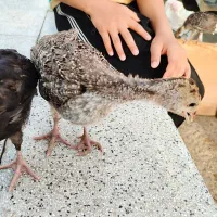 خروس گلپایگانی 7ماهه