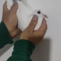 نر زرد نر دم نقره ای