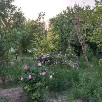باغ