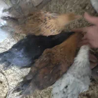 4عدد جوجه تخم گذار