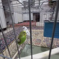 مرغ عشق|پرنده|نسیم‌شهر, |دیوار