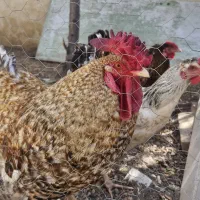 مرغ و خروس