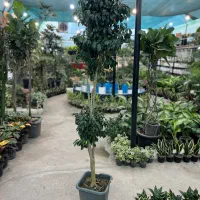 فروش گل بنجامین سبز (بلک)|گل و گیاه طبیعی|رشت, بیجارپس|دیوار