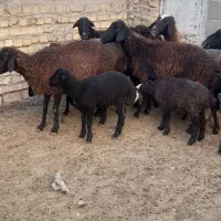 میش بردار بز قوچ نربز گوسفند