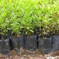 باغ درخت بادام