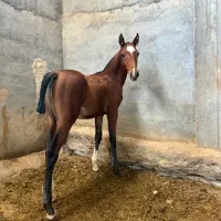 کره نریان ۶ماهه