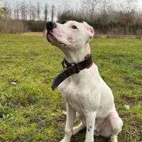 سگ داگو آرژانتینو نر