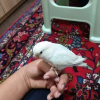 یک جفت کوتوله برزیلی|پرنده|شیراز, گلکوب|دیوار