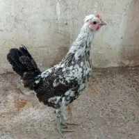 مرغ گلین اصیل