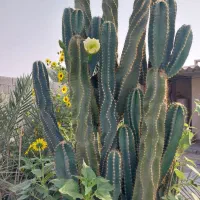 گل و گیاه